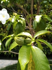 Tabernaemontana litoralis