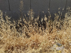 Poaceae