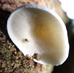 Gloeoporus phlebophorus