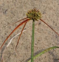 Cyperus brevis