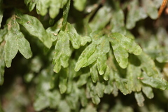 Symphyogyna hymenophyllum