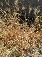 Poaceae