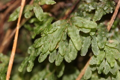 Symphyogyna hymenophyllum