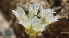 Allium lacunosum