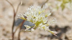 Allium lacunosum