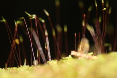Hypnum chrysogaster