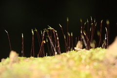 Hypnum chrysogaster