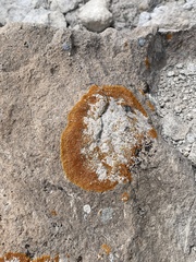 Xanthomendoza trachyphylla