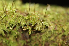 Hypnum chrysogaster