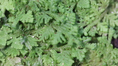 Trichocolea hatcheri