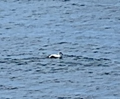 Somateria mollissima