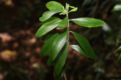 Pimelea gigandra