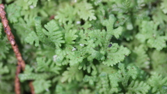 Trichocolea hatcheri