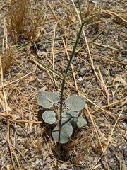 Eriogonum deflexum