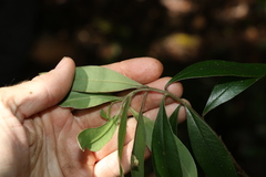 Pimelea gigandra
