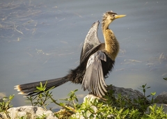 Anhinga anhinga