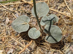 Eriogonum deflexum
