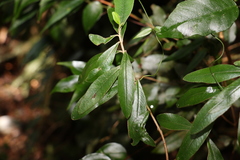 Pimelea gigandra