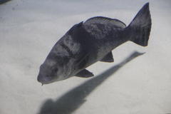 Umbrina ronchus