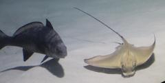 Umbrina ronchus