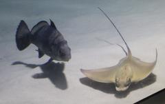 Umbrina ronchus