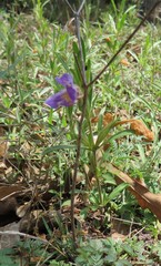 Dyschoriste linearis