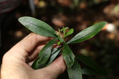 Pimelea gigandra
