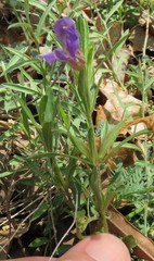 Dyschoriste linearis