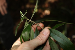 Pimelea gigandra