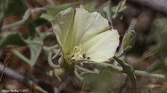 Calystegia malacophylla