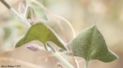 Calystegia malacophylla