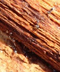 Technomyrmex pallipes