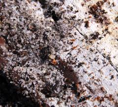 Technomyrmex pallipes