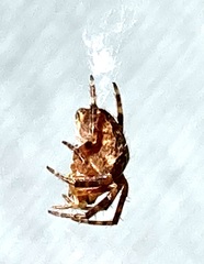 Araneus diadematus