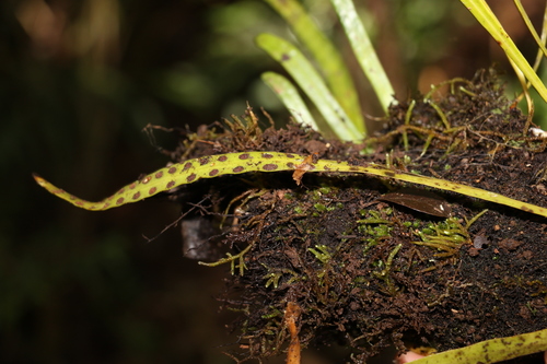 Image of Strap Fern (Dictymia brownii) by (c) Greg Tasney, some rights reserved (CC BY-SA)