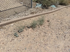 Eriogonum deflexum