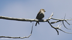 Haemorhous purpureus