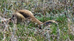 Spermophilus erythrogenys