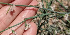Eriogonum deflexum