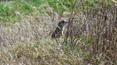 Spermophilus erythrogenys
