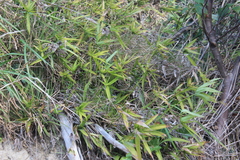 Cyperus albostriatus
