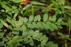 Phyllanthus similis