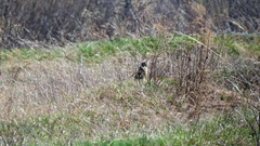 Spermophilus erythrogenys
