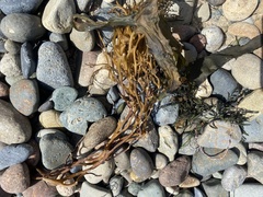 Macrocystis pyrifera