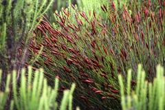 Staberoha distachyos