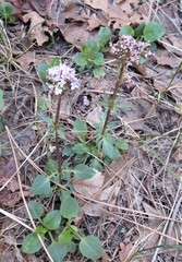 Valeriana arizonica
