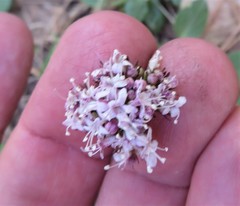 Valeriana arizonica