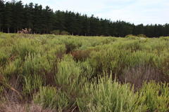 Staberoha distachyos