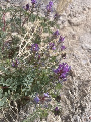 Astragalus lentiginosus