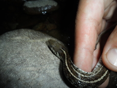 Thamnophis eques
